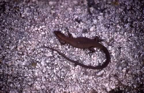 Algyroides moreoticus