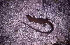 Algyroides moreoticus