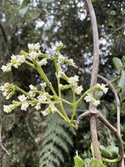 Valeriana clematitis