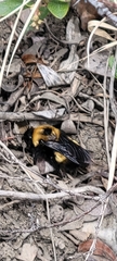 Bombus nevadensis