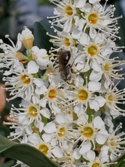 Andrena crataegi