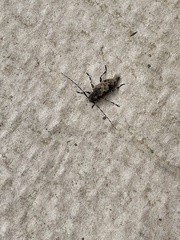 Graphisurus triangulifer