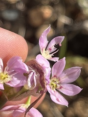 Allium membranaceum