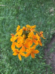Epidendrum melinanthum