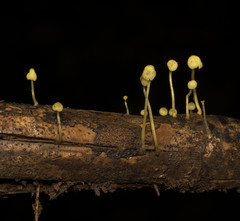 Mycena chusqueophila