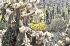 Cylindropuntia bigelovii