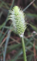Bulbine narcissifolia