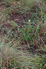 Bulbine narcissifolia