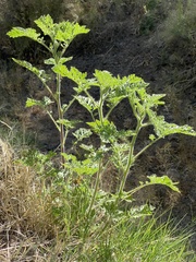Solanum rostratum