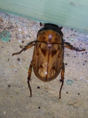 Cyclocephala lunulata