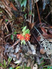 Fernandezia sanguinea