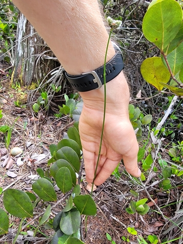 Image of Fuirena scirpoidea by no rights reserved