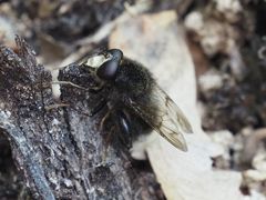 Criorhina ranunculi