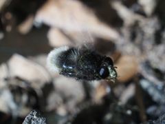 Criorhina ranunculi
