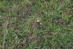 Cyperus niveus leucocephalus