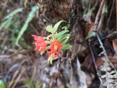 Fernandezia sanguinea