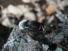 Criorhina ranunculi