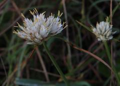 Cyperus niveus leucocephalus