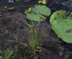 Cyperus polystachyos polystachyos
