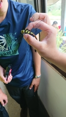 Polycanthagyna erythromelas