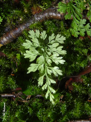 Asplenium dareoides
