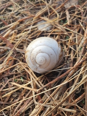 Xanthomelon pachystylum