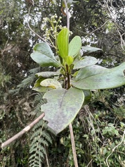 Valeriana clematitis