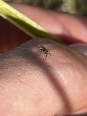 Aedes sierrensis