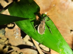 Lisarda rhypara