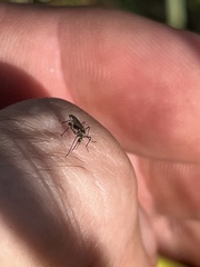 Aedes sierrensis