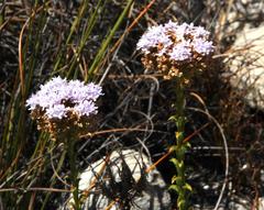 Pseudoselago serrata
