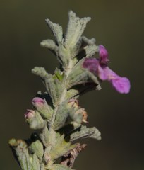 Stachys cuneata