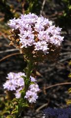 Pseudoselago serrata