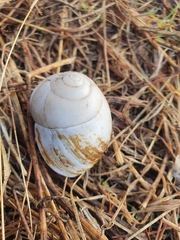 Xanthomelon pachystylum