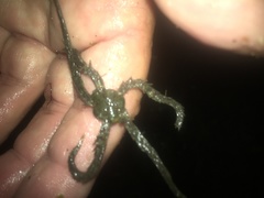 Ophiothrix spiculata image