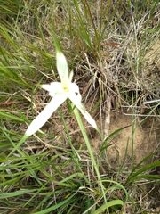 Rhynchospora latifolia