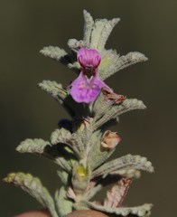 Stachys cuneata