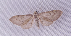 Eupithecia sierrae