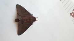 Citheronia sepulcralis