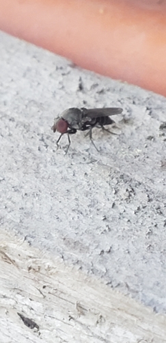 Houdini Fly photo 3