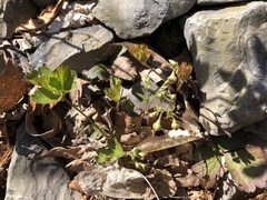 Waldsteinia