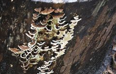 Oxychaete cervinogilva