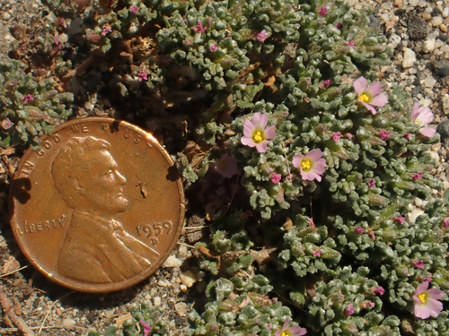 Frankenia pulverulenta L.