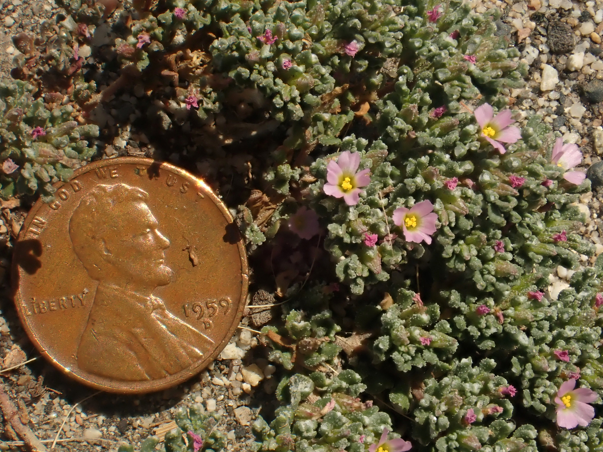 Frankenia pulverulenta