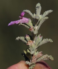 Stachys cuneata