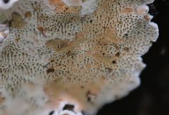 Oxychaete cervinogilva