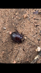 Geoscapheus dilatatus