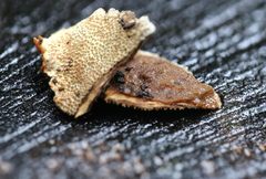 Oxychaete cervinogilva