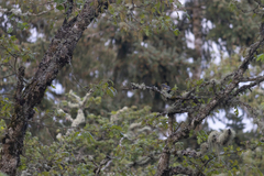 Setophaga coronata auduboni