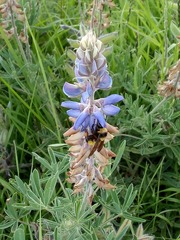 Lupinus mexicanus